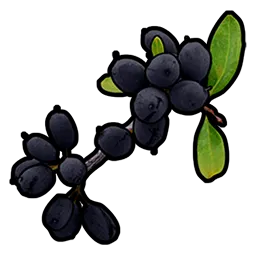 Black Berry