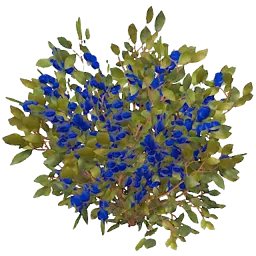 Blue Berry Bush