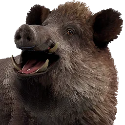 Boar Rust Item