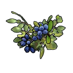 Blue Berry Clone