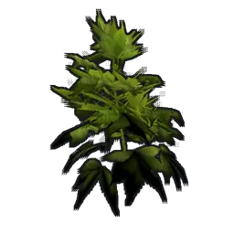 Hemp Clone Rust Item