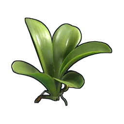 Orchid Clone