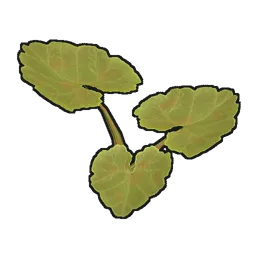 Pumpkin Plant Clone