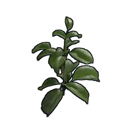 Rose Clone