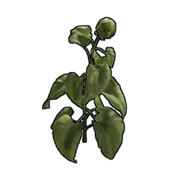 Sunflower Clone Rust Item
