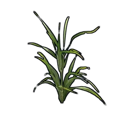 Wheat Clone