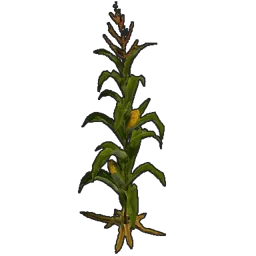 Corn Plant Rust Item