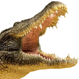 Crocodile