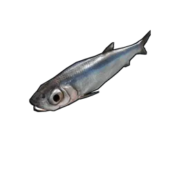 Anchovy Rust Item