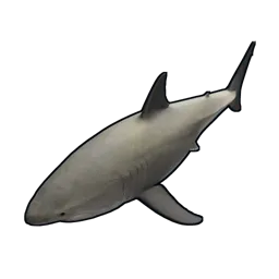 Small Shark
