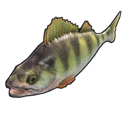 Yellow Perch Rust Item