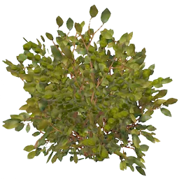 Green Berry Bush