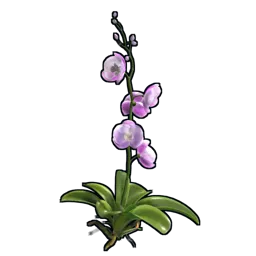 Orchid