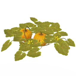 Pumpkin Plant Rust Item