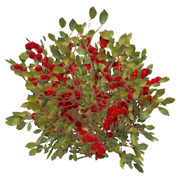 Red Berry Bush