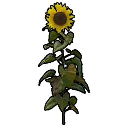Sunflower (collectable)
