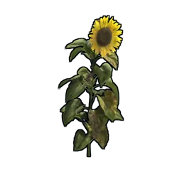 Sunflower Rust Item