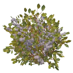White Berry Bush