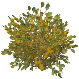 Yellow Berry Bush